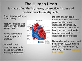 The Human Heart
is made of epithelial, nerve, connective tissues and
cardiac muscle (infatiguable)
Four chambers (2 atria,
2 ventricles)
septum- dividing wall
between right and left
side of heart
valves at strategic
locations prevent
backflow
separation into
chambers prevents
mixing oxygenated,
deoxygenated blood
Do right and left seem
backward? That's because
you're looking at an
illustration of somebody
else's heart. To think about
how your own heart works,
imagine wearing this
illustration on your chest.
Did you know that your heart
beats over 100,000 times a
day? Get "heart smart" by
checking out these amazing
heart facts.
 