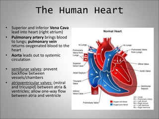 The Human Heart
• Superior and Inferior Vena Cava
lead into heart (right atrium)
• Pulmonary artery brings blood
to lungs; pulmonary vein
returns oxygenated blood to the
heart
• Aorta leads out to systemic
circulation
• semilunar valves: prevent
backflow between
vessels/chambers
• atrioventricular valves: (mitral
and tricuspid) between atria &
ventricles; allow one-way flow
between atria and ventricle
 