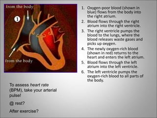 1. Oxygen-poor blood (shown in
blue) flows from the body into
the right atrium.
2. Blood flows through the right
atrium into the right ventricle.
3. The right ventricle pumps the
blood to the lungs, where the
blood releases waste gases and
picks up oxygen.
4. The newly oxygen-rich blood
(shown in red) returns to the
heart and enters the left atrium.
5. Blood flows through the left
atrium into the left ventricle.
6. The left ventricle pumps the
oxygen-rich blood to all parts of
the body.
To assess heart rate
(BPM), take your arterial
pulse!
@ rest?
After exercise?
 