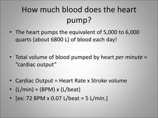 How much blood does the heart
pump?
• The heart pumps the equivalent of 5,000 to 6,000
quarts (about 6800 L) of blood each day!
• Total volume of blood pumped by heart per minute =
“cardiac output”
• Cardiac Output = Heart Rate x Stroke volume
• (L/min) = (BPM) x (L/beat)
• [ex: 72 BPM x 0.07 L/beat = 5 L/min.]
 