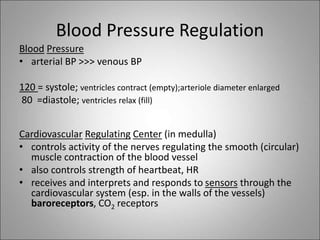 Blood Pressure Regulation
Blood Pressure
• arterial BP >>> venous BP
120 = systole; ventricles contract (empty);arteriole diameter enlarged
80 =diastole; ventricles relax (fill)
Cardiovascular Regulating Center (in medulla)
• controls activity of the nerves regulating the smooth (circular)
muscle contraction of the blood vessel
• also controls strength of heartbeat, HR
• receives and interprets and responds to sensors through the
cardiovascular system (esp. in the walls of the vessels)
baroreceptors, CO2 receptors
 