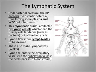 The Lymphatic System
• Under arterial pressure, the BP
exceeds the osmotic potential,
thus forcing some plasma and
WBC out into tissues.
• This “lymphatic fluid” is collected
by Lymph vessels which clean the
tissue/ cellular debris (such as
bacteria) out of the body cells.
• Lymph flows thru Lymph Nodes
to be cleaned
• These also make Lymphocytes
(WBC’s)
• Lymph re-enters the circulatory
vessels via the Subclavian Veins in
the neck (back into bloodstream)
 