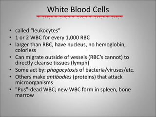 White Blood Cells
• called “leukocytes”
• 1 or 2 WBC for every 1,000 RBC
• larger than RBC, have nucleus, no hemoglobin,
colorless
• Can migrate outside of vessels (RBC’s cannot) to
directly cleanse tissues (lymph)
• Some act by: phagocytosis of bacteria/viruses/etc.
• Others make antibodies (proteins) that attack
microorganisms
• "Pus"-dead WBC; new WBC form in spleen, bone
marrow
 