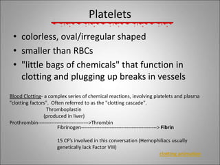 Platelets
• colorless, oval/irregular shaped
• smaller than RBCs
• "little bags of chemicals" that function in
clotting and plugging up breaks in vessels
Blood Clotting- a complex series of chemical reactions, involving platelets and plasma
"clotting factors". Often referred to as the "clotting cascade".
Thromboplastin
(produced in liver)
Prothrombin------------------------------>Thrombin
Fibrinogen---------------------------------------------> Fibrin
15 CF’s involved in this conversation (Hemophiliacs usually
genetically lack Factor VIII)
clotting animation
 