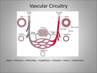 Vascular Circuitry
Heart--->Arteries--->Arterioles--->Capillaries--->Venules--->Veins--->Heart (etc)
 