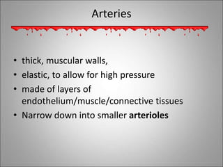 Arteries
• thick, muscular walls,
• elastic, to allow for high pressure
• made of layers of
endothelium/muscle/connective tissues
• Narrow down into smaller arterioles
 