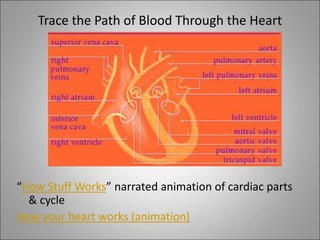 Trace the Path of Blood Through the Heart
“How Stuff Works” narrated animation of cardiac parts
& cycle
How your heart wor...