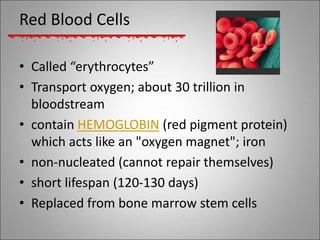Red Blood Cells
• Called “erythrocytes”
• Transport oxygen; about 30 trillion in
bloodstream
• contain HEMOGLOBIN (red pig...
