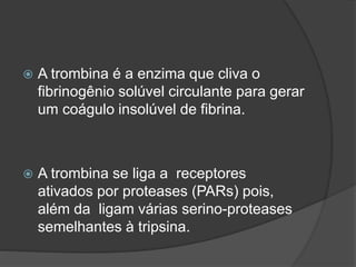  A trombina é a enzima que cliva o
fibrinogênio solúvel circulante para gerar
um coágulo insolúvel de fibrina.
 A trombina se liga a receptores
ativados por proteases (PARs) pois,
além da ligam várias serino-proteases
semelhantes à tripsina.
 