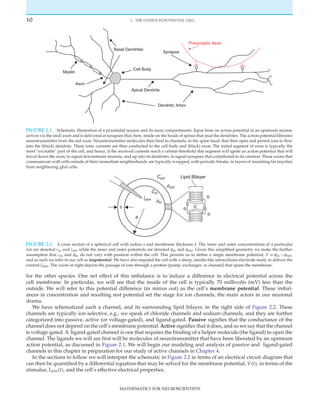 Mathematics for Neuroscientists Fabrizio Gabbiani | PDF