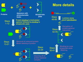 5
More detailsB PCB
B
+ +
B
B
-Removal of unbound protein
-Biotin labeling of protein
B
B
B
Cleaving off of
protein:aptamer
complex
B
-Binding to a new
strepavidin plate
- Washing
B
Disruption of
protein:aptamer
interaction
L B
Luminex assay
bead hybridizationProtein binding to biotinylated
aptamer followed by binding to
streptavidin plate
Proteins
Aptamers with
photocleavable
biotin
Streptavidin
plate
Steps
1-12
Steps
13-21
Steps
22-29
Steps
30-41
Steps
46-66
Steps
42-45
 