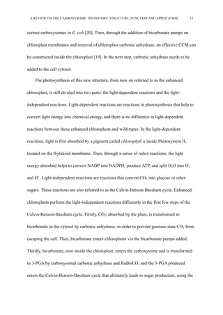 A REVIEW ON THE CARBOXYSOME: ITS HISTORY, STRUCTURE, FUNCTION AND APPLICATION 12
correct carboxysomes in E. coli [20]. Then, through the addition of bicarbonate pumps on
chloroplast membranes and removal of chloroplast carbonic anhydrase, an effective CCM can
be constructed inside the chloroplast [19]. In the next step, carbonic anhydrase needs to be
added to the cell cytosol.
The photosynthesis of this new structure, from now on referred to as the enhanced
chloroplast, is still divided into two parts: the light-dependent reactions and the light-
independent reactions. Light-dependent reactions are reactions in photosynthesis that help to
convert light energy into chemical energy, and there is no difference in light-dependent
reactions between these enhanced chloroplasts and wild-types. In the light-dependent
reactions, light is first absorbed by a pigment called chlorophyll a inside Photosystem II,
located on the thylakoid membrane. Then, through a series of redox reactions, the light
energy absorbed helps to convert NADP into NADPH, produce ATP, and split H2O into O2
and H+
. Light-independent reactions are reactions that convert CO2 into glucose or other
sugars. These reactions are also referred to as the Calvin-Benson-Bassham cycle. Enhanced
chloroplasts perform the light-independent reactions differently in the first few steps of the
Calvin-Benson-Bassham cycle. Firstly, CO2, absorbed by the plant, is transformed to
bicarbonate in the cytosol by carbonic anhydrase, in order to prevent gaseous-state CO2 from
escaping the cell. Then, bicarbonate enters chloroplasts via the bicarbonate pumps added.
Thirdly, bicarbonate, now inside the chloroplast, enters the carboxysome and is transformed
to 3-PGA by carboxysomal carbonic anhydrase and RuBisCO, and the 3-PGA produced
enters the Calvin-Benson-Bassham cycle that ultimately leads to sugar production, using the
 