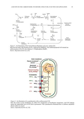 A REVIEW ON THE CARBOXYSOME: ITS HISTORY, STRUCTURE, FUNCTION AND APPLICATION 14
Figure 5 . An illustration of the Calvin-Benson-Bassham cycle in C3 plants [33]
Here the first step is the fixation of CO2, catalyzed by RuBisCO. The method proposed will instead use
carboxysomes to fix CO2 into ribulose-1, 5-bisphosphate (RuBP).
Source: Reproduced from ref. [33]
Figure 6 . An illustration of a cyanobacteria with a carboxysome [19]
Here the circles on the membranes are either CO2 transporters or bicarbonate transporters, and CO2 leakage
means the undesirable loss of CO2 due to permeation. The cyanobacteria illustrated here is carbonic anhydrase
absent within its cytosol.
Source: Reproduced from ref. [19]
 