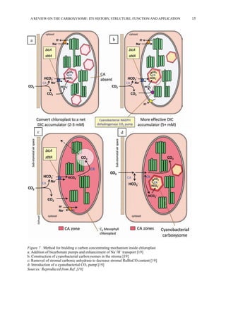 A REVIEW ON THE CARBOXYSOME: ITS HISTORY, STRUCTURE, FUNCTION AND APPLICATION 15
ba
c d
Figure 7 . Method for biulding a carbon concentrating mechanism inside chloroplast
a: Addition of bicarbonate pumps and enhancement of Na+
/H+
transport [19]
b: Construction of cyanobacterial carboxysomes in the stroma [19]
c: Removal of stromal carbonic anhydrase to decrease stromal RuBisCO content [19]
d: Introduction of a cyanobacterial CO2 pump [19]
Sources: Reproduced from Ref. [19]
 