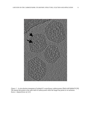 A REVIEW ON THE CARBOXYSOME: ITS HISTORY, STRUCTURE, FUNCTION AND APPLICATION 6
Figure 1 . A cyto-electron tomogram of isolated H. neapolitanus carboxysomes filled with RuBisCO [30]
The shorter bar points to the outer shell of carboxysome while the longer bar points to its inclusion.
Source: Adapted from ref. [11]
 