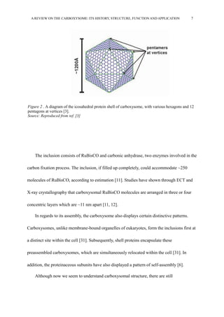 A REVIEW ON THE CARBOXYSOME: ITS HISTORY, STRUCTURE, FUNCTION AND APPLICATION 7
The inclusion consists of RuBisCO and carbonic anhydrase, two enzymes involved in the
carbon fixation process. The inclusion, if filled up completely, could accommodate ~250
molecules of RuBisCO, according to estimation [11]. Studies have shown through ECT and
X-ray crystallography that carboxysomal RuBisCO molecules are arranged in three or four
concentric layers which are ~11 nm apart [11, 12].
In regards to its assembly, the carboxysome also displays certain distinctive patterns.
Carboxysomes, unlike membrane-bound organelles of eukaryotes, form the inclusions first at
a distinct site within the cell [31]. Subsequently, shell proteins encapsulate these
preassembled carboxysomes, which are simultaneously relocated within the cell [31]. In
addition, the proteinaceous subunits have also displayed a pattern of self-assembly [6].
Although now we seem to understand carboxysomal structure, there are still
Figure 2 . A diagram of the icosahedral protein shell of carboxysome, with various hexagons and 12
pentagons at vertices [3].
Source: Reproduced from ref. [3]
 