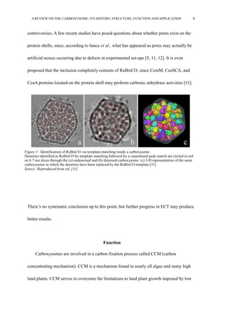A REVIEW ON THE CARBOXYSOME: ITS HISTORY, STRUCTURE, FUNCTION AND APPLICATION 8
controversies. A few recent studies have posed questions about whether pores exist on the
protein shells, since, according to Iancu et al., what has appeared as pores may actually be
artificial noises occurring due to defects in experimental set-ups [5, 11, 12]. It is even
proposed that the inclusion completely consists of RuBisCO, since CcmM, CsoSCA, and
CcaA proteins located on the protein shell may perform carbonic anhydrase activities [11].
There’s no systematic conclusion up to this point, but further progress in ECT may produce
better results.
Function
Carboxysomes are involved in a carbon fixation process called CCM (carbon
concentrating mechanism). CCM is a mechanism found in nearly all algae and many high
land plants. CCM serves to overcome the limitations to land plant growth imposed by low
Figure 3 . Identification of RuBisCO via template-matching inside a carboxysome
Densities identified as RuBisCO by template matching followed by a customized peak search are circled in red
on 6.7 nm slices through the (a) undenoised and (b) denoised carboxysome. (c) 3-D representation of the same
carboxysome in which the densities have been replaced by the RuBisCO template [11]
Source: Reproduced from ref. [11]
 