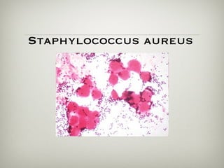 Staphylococcus aureus
 