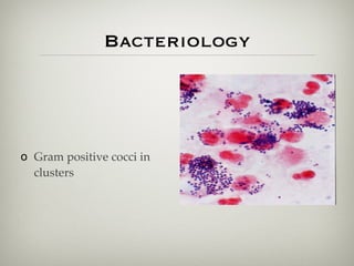 Bacteriology
o Gram positive cocci in
clusters
 