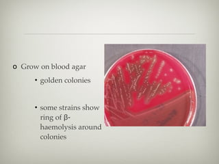 o Grow on blood agar
• golden colonies
• some strains show
ring of β-
haemolysis around
colonies
 