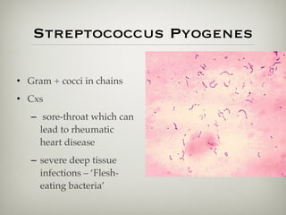 Streptococcus Pyogenes
• Gram + cocci in chains
• Cxs
– sore-throat which can
lead to rheumatic
heart disease
– severe deep tissue
infections – ‘Flesh-
eating bacteria’
 