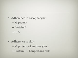 • Adherence to nasopharynx
– M protein
– Protein F
– LTA
• Adherence to skin
– M protein – keratinocytes
– Protein F – Langerhans cells
 