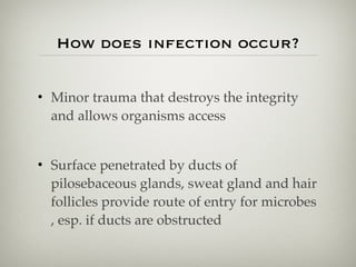 How does infection occur?
• Minor trauma that destroys the integrity
and allows organisms access
• Surface penetrated by ducts of
pilosebaceous glands, sweat gland and hair
follicles provide route of entry for microbes
, esp. if ducts are obstructed
 