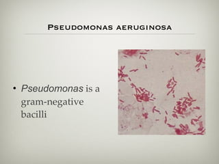 Pseudomonas aeruginosa
• Pseudomonas is a
gram-negative
bacilli
 