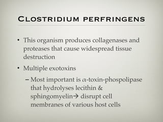Clostridium perfringens
• This organism produces collagenases and
proteases that cause widespread tissue
destruction
• Multiple exotoxins
– Most important is α-toxin-phospolipase
that hydrolyses lecithin &
sphingomyelin! disrupt cell
membranes of various host cells
 