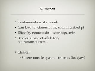  
C. tetani 
• Contamination of wounds
• Can lead to tetanus in the unimmunised pt
• Effect by neurotoxin – tetanospasmin
• Blocks release of inhibitory
neurotransmitters
• Clinical:
• Severe muscle spasm – trismus (lockjaw)
 