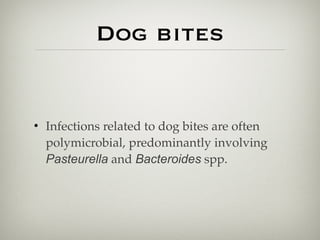 Dog bites
• Infections related to dog bites are often
polymicrobial, predominantly involving
Pasteurella and Bacteroides spp.
 