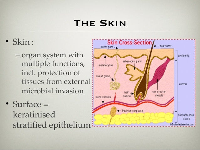 skin soft tissue skin soft tissue