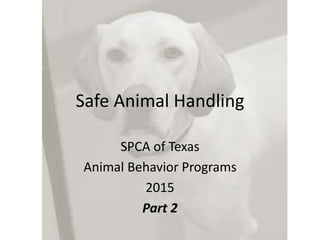 Safe Animal Handling
SPCA of Texas
Animal Behavior Programs
2015
Part 2
 