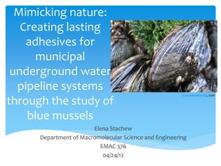 Mimicking nature:
Creating lasting
adhesives for
municipal
underground water
pipeline systems
through the study of
blue mussels
Elena Stachew
Department of Macromolecular Science and Engineering
EMAC 376
04/24/12
www.asknature.org, 2008
 