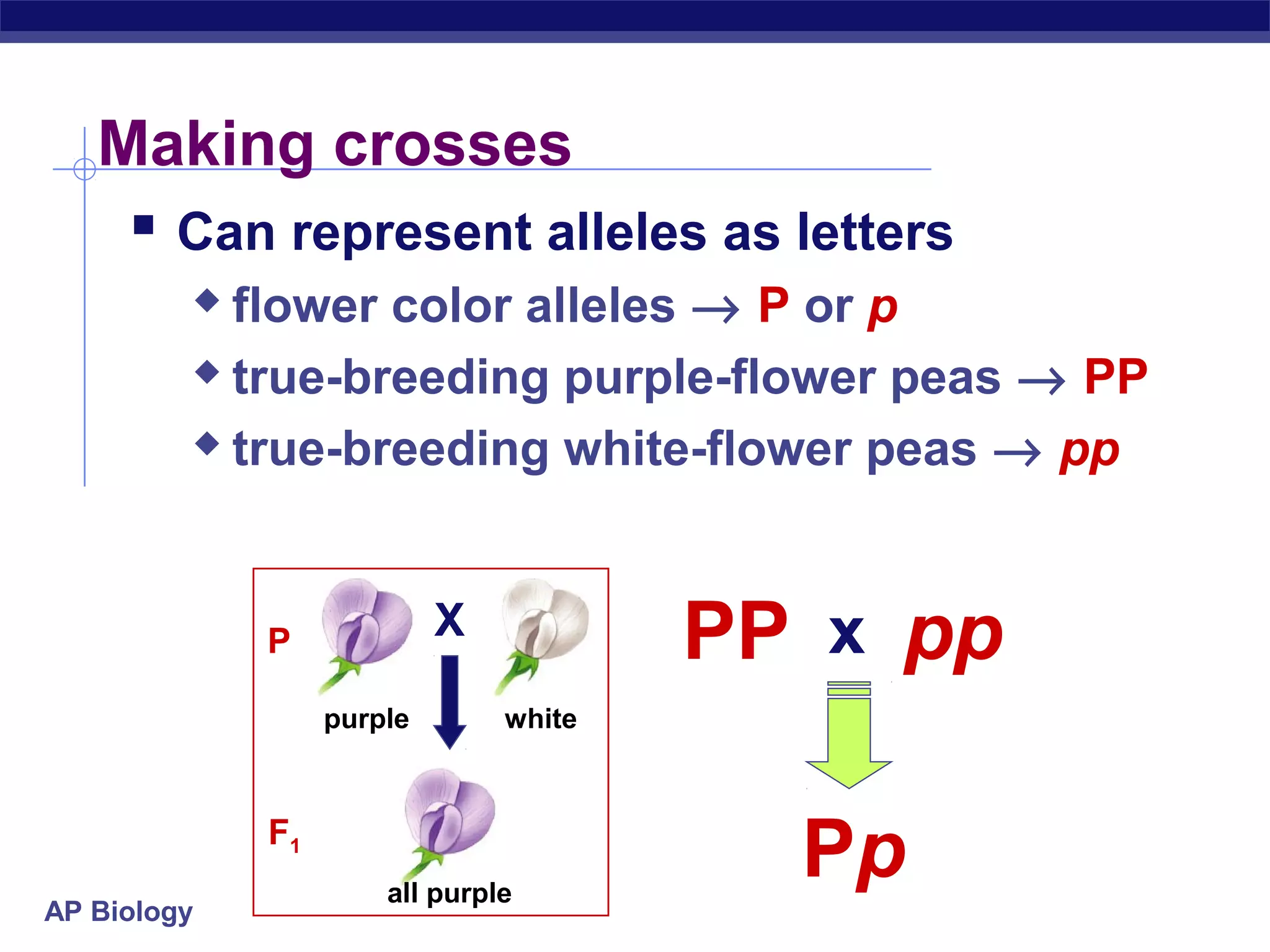 Making crosses
     Can represent alleles as letters
          flower color alleles → P or p
          true-breeding purple-flower peas → PP

          true-breeding white-flower peas → pp




             P             X
                                       PP x pp
                  purple       white



             F1
                      all purple
                                         Pp
AP Biology
 