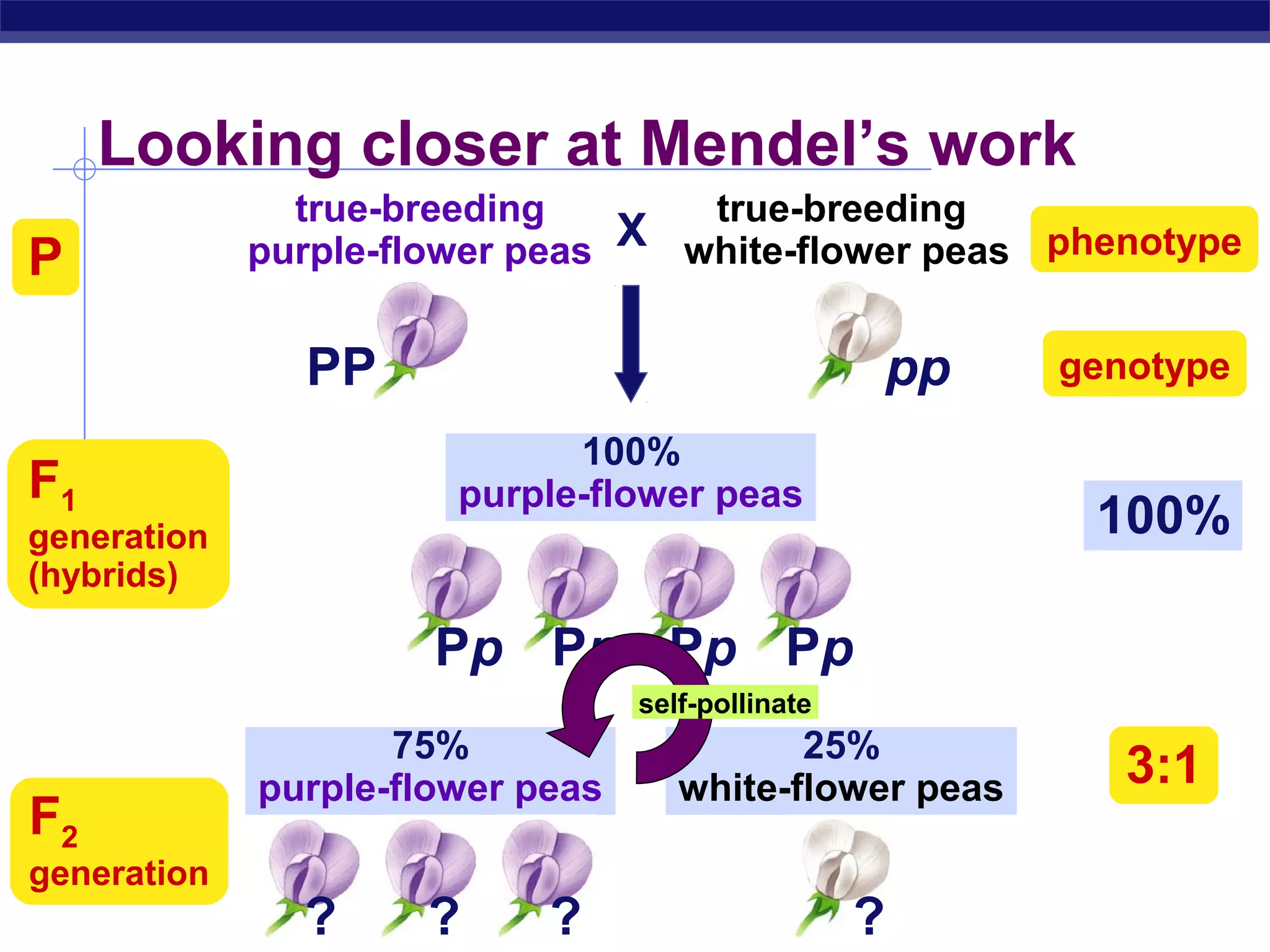 Looking closer at Mendel’s work
               true-breeding       true-breeding
                                X white-flower peas phenotype
P            purple-flower peas


               PP                                      pp   genotype

                             100%
F1                     purple-flower peas
generation                                                   100%
(hybrids)

                      Pp Pp Pp Pp
                                  self-pollinate
                    75%                     25%
             purple-flower peas      white-flower peas         3:1
F2
generation
AP Biology     ?     ?      ?                      ?
 
