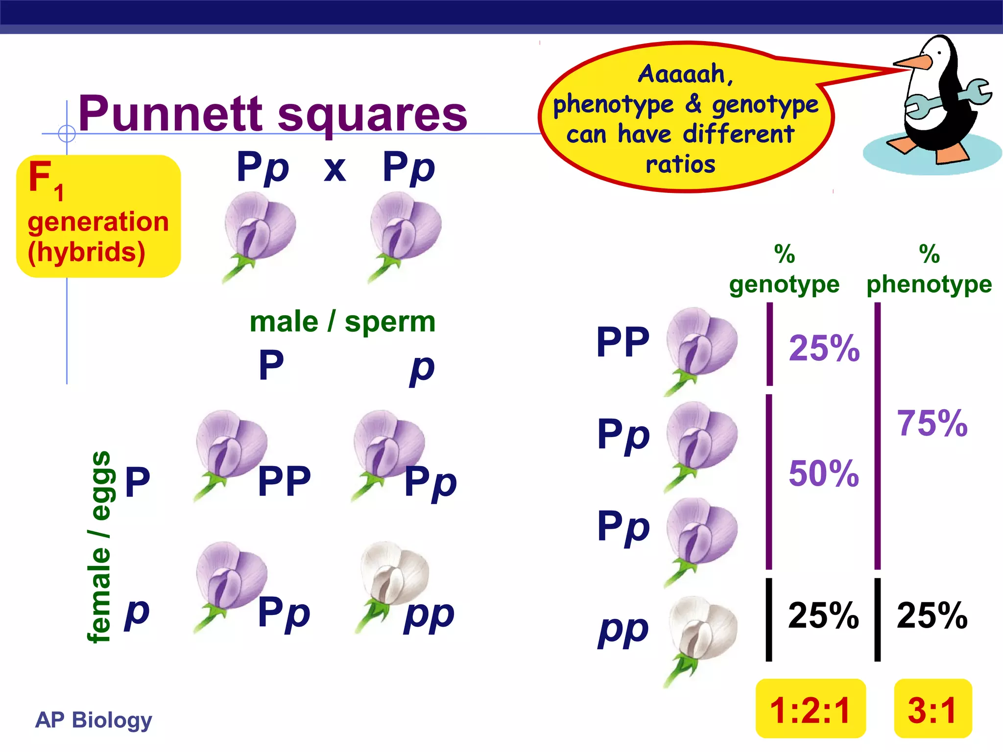 Aaaaah,
                                        phenotype & genotype
     Punnett squares                     can have different
F1                       Pp x Pp               ratios

generation
(hybrids)                                               %           %
                                                     genotype   phenotype
                         male / sperm
                                           PP            25%
                         P         p
                                           Pp                     75%
     female / eggs




                     P   PP       Pp                     50%
                                           Pp
                     p   Pp       pp       pp            25% 25%

AP Biology                                              1:2:1     3:1
 