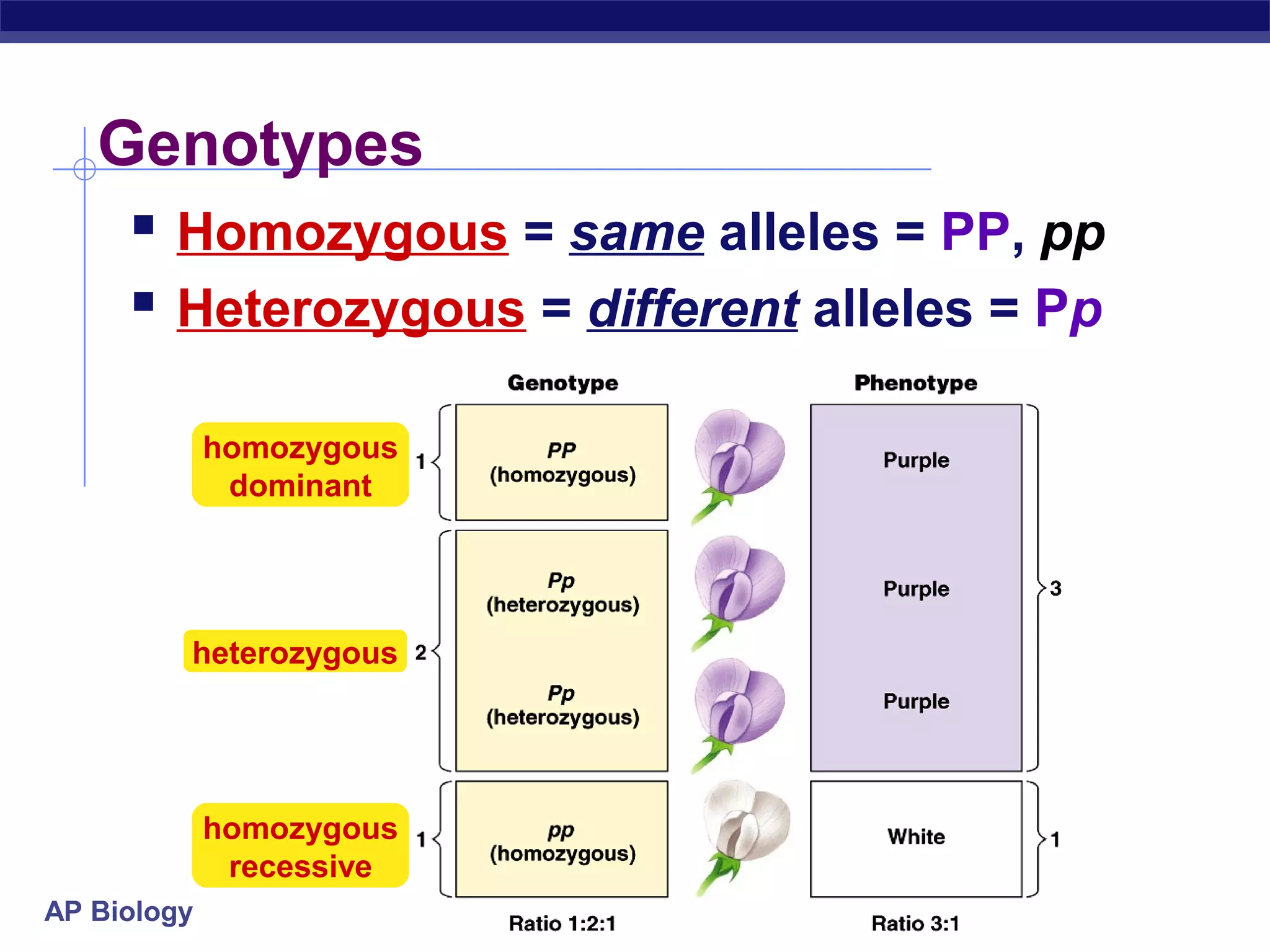 Genotypes
     Homozygous = same alleles = PP, pp
     Heterozygous = different alleles = Pp

             homozygous
              dominant




         heterozygous




             homozygous
              recessive
AP Biology
 