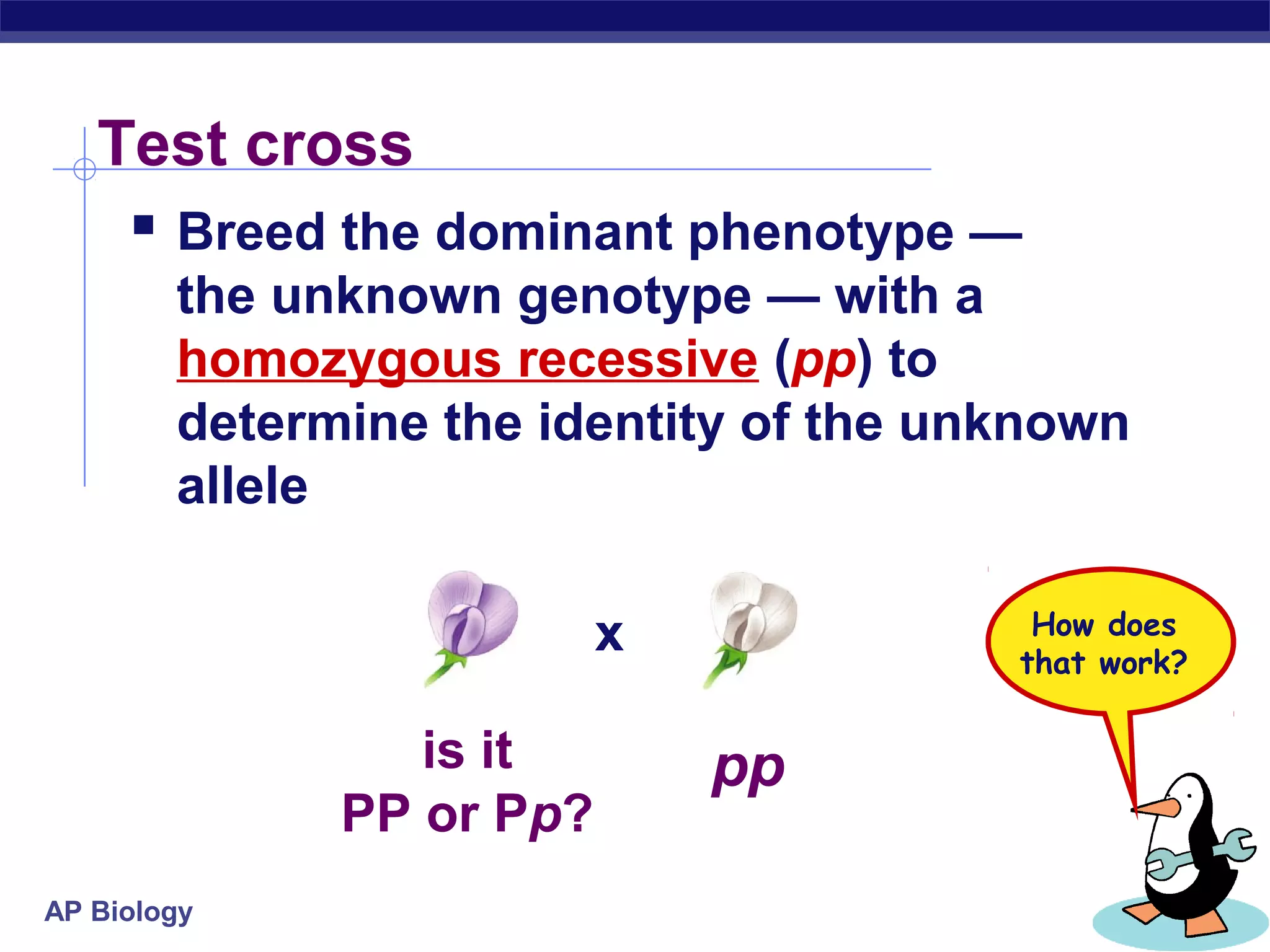 Test cross
     Breed the dominant phenotype —
        the unknown genotype — with a
        homozygous recessive (pp) to
        determine the identity of the unknown
        allele

                          x              How does
                                        that work?

                 is it        pp
              PP or Pp?
AP Biology
 