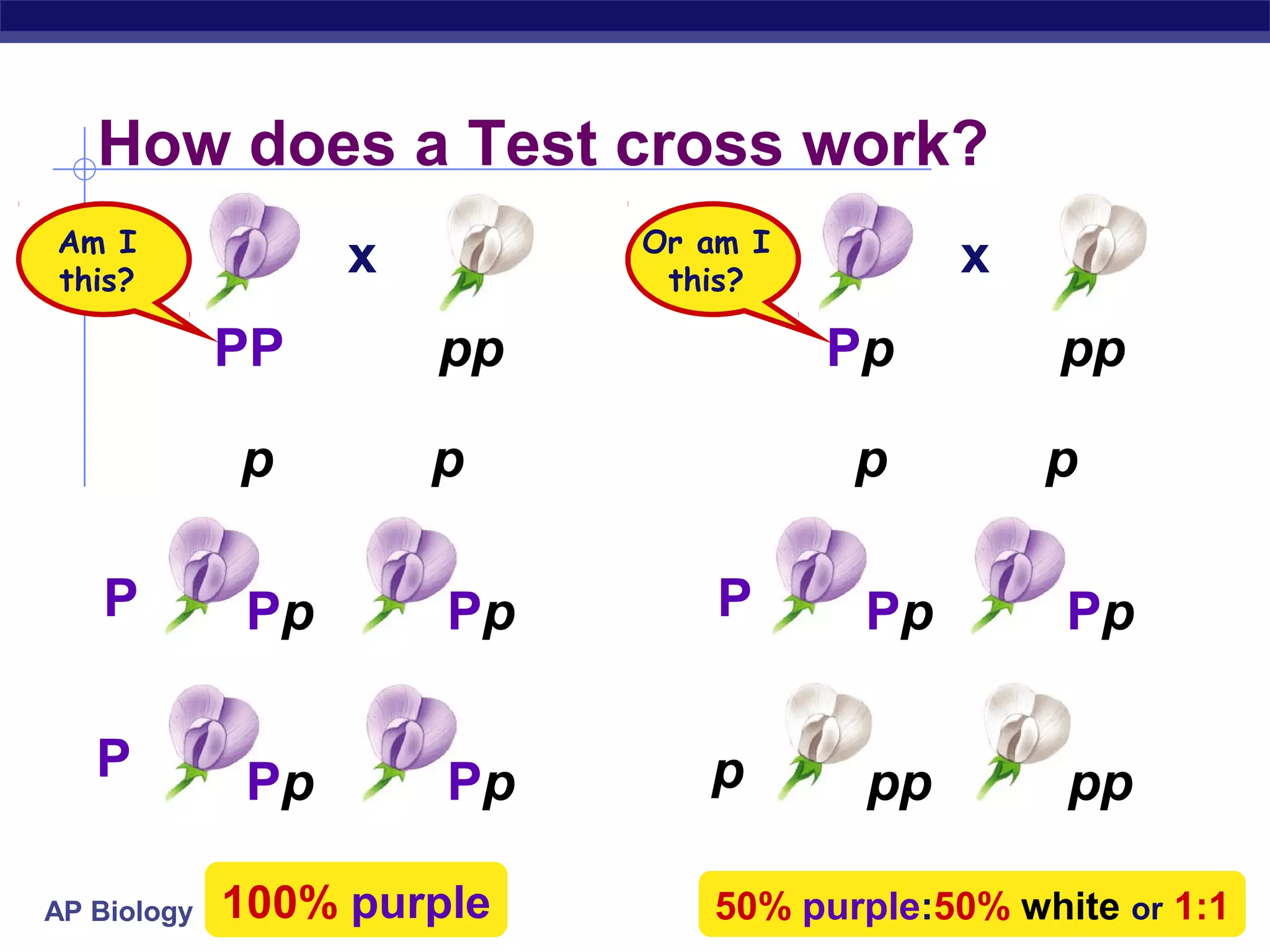 How does a Test cross work?
Am I                        Or am I
this?
                   x         this?
                                            x
             PP        pp             Pp         pp

             p         p              p         p

   P          Pp       Pp       P      Pp        Pp

   P          Pp       Pp      p       pp        pp

AP Biology   100% purple       50% purple:50% white or 1:1
 