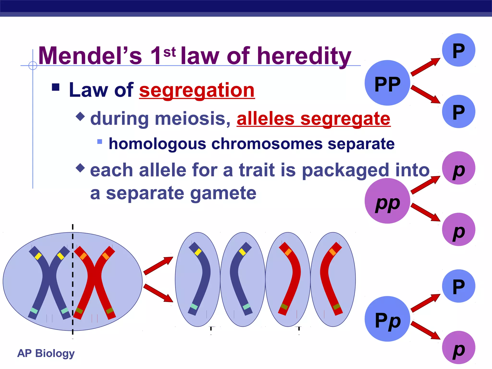 Mendel’s 1st law of heredity                         P
     Law of segregation        PP
            during meiosis, alleles segregate          P
              homologous chromosomes separate
            each allele for a trait is packaged into   p
             a separate gamete
                                              pp
                                                        p

                                                        P
                                              Pp
AP Biology                                              p
 