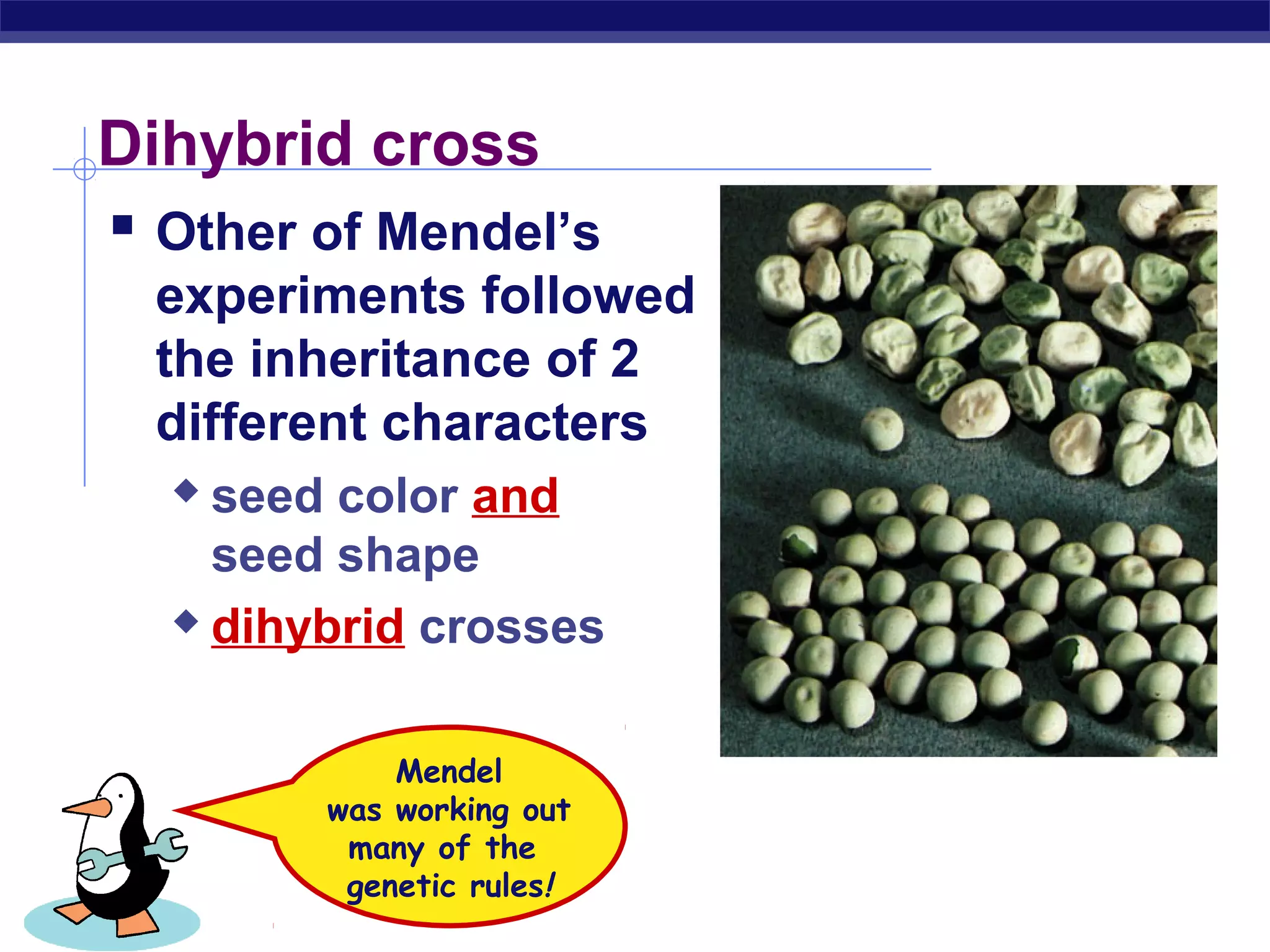 Dihybrid cross
    Other of Mendel’s
       experiments followed
       the inheritance of 2
       different characters
         seed color and
          seed shape
         dihybrid crosses




                  Mendel
              was working out
               many of the
               genetic rules!
AP Biology
 