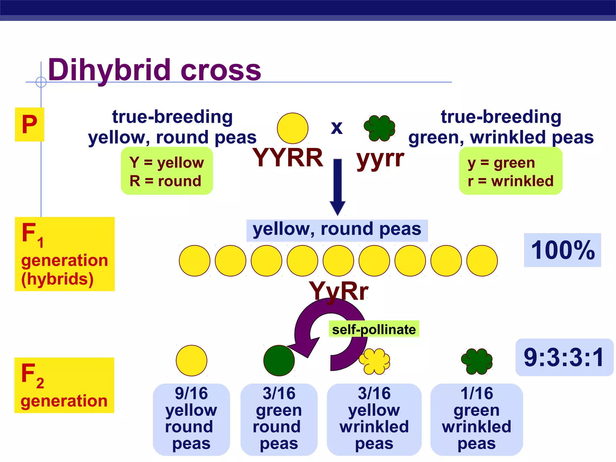 Dihybrid cross
            true-breeding                         true-breeding
P        yellow, round peas
                                   x           green, wrinkled peas
             Y = yellow   YYRR         yyrr           y = green
             R = round                                r = wrinkled


F1                        yellow, round peas
generation                                                     100%
(hybrids)
                                  YyRr
                                   self-pollinate

                                                               9:3:3:1
F2
generation        9/16     3/16       3/16            1/16
                 yellow   green      yellow          green
                 round    round     wrinkled        wrinkled
AP Biology        peas     peas       peas           peas
 