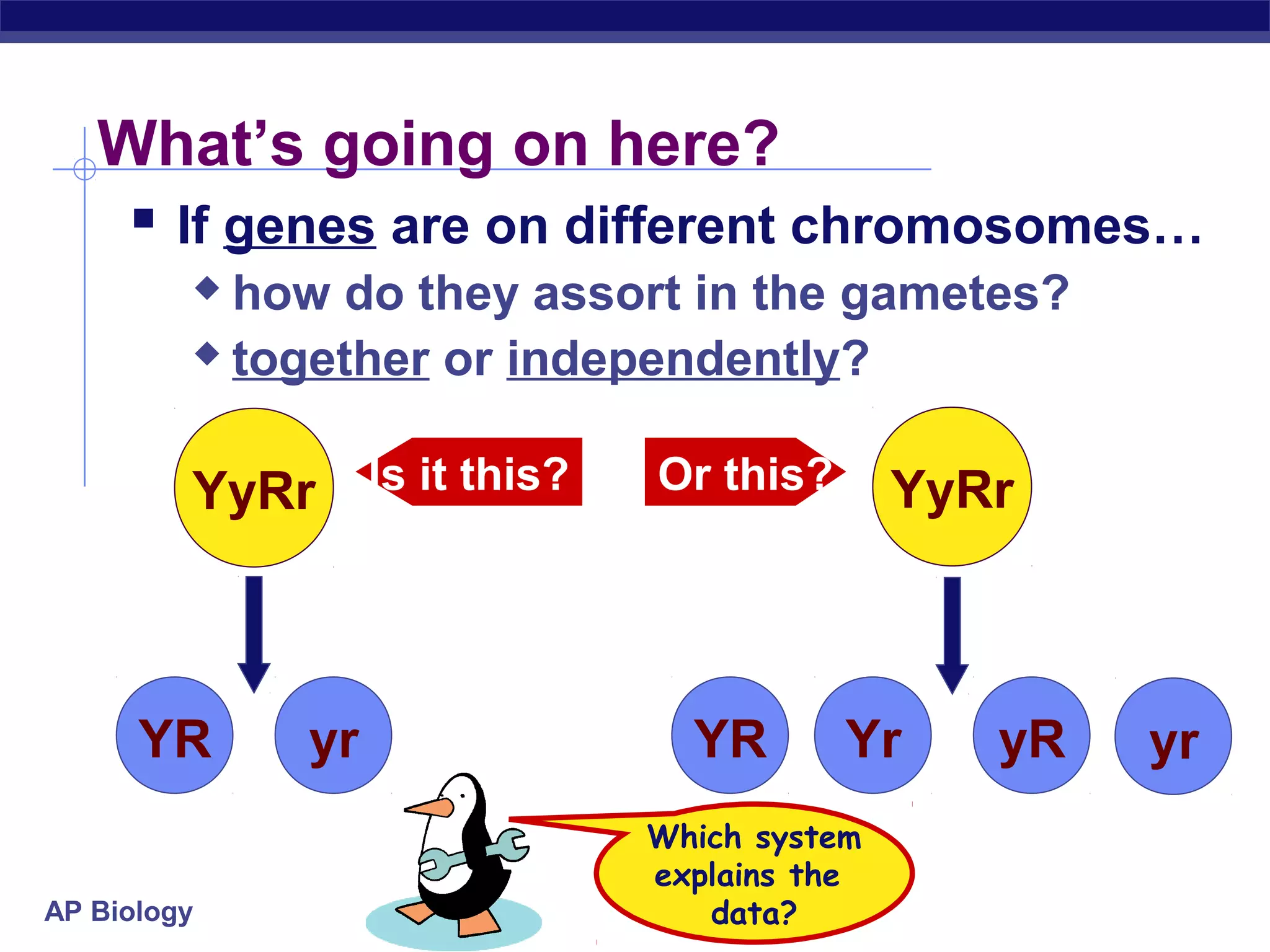 What’s going on here?
     If genes are on different chromosomes…
          how do they assort in the gametes?
          together or independently?



         YyRr Is it this?   Or this?       YyRr



      YR     yr               YR       Yr     yR   yr
                            Which system
                            explains the
AP Biology                     data?
 