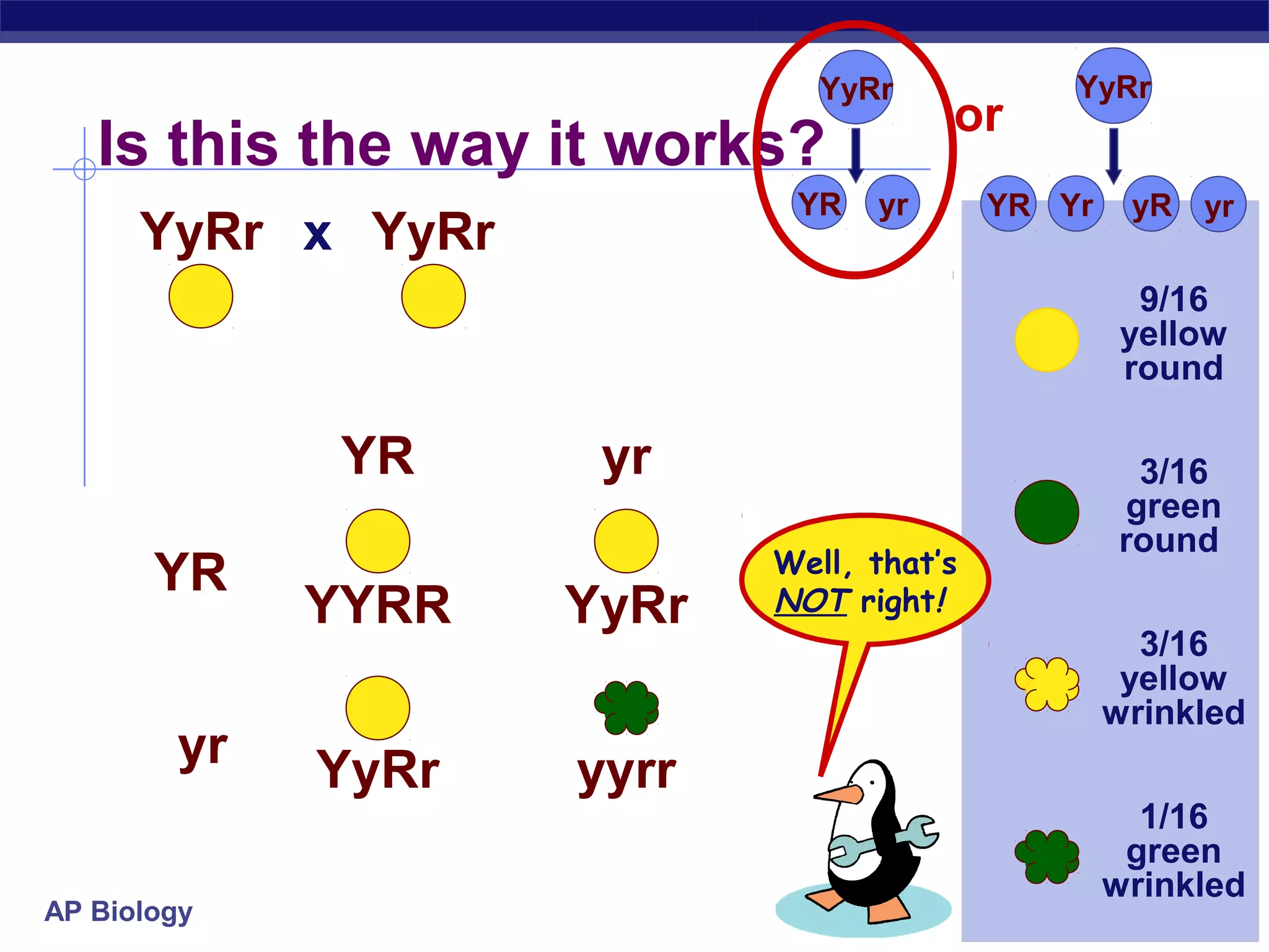 YyRr            YyRr
                                      or
   Is this the way it works?
                            YR   yr       YR Yr    yR   yr
      YyRr x YyRr
                                                   9/16
                                                  yellow
                                                  round

             YR      yr                             3/16
                                                   green
                                                  round
                           Well, that’s
       YR
             YYRR   YyRr   NOT right!
                                                    3/16
                                                   yellow
                                                  wrinkled
        yr   YyRr   yyrr
                                                    1/16
                                                   green
                                                  wrinkled
AP Biology
 