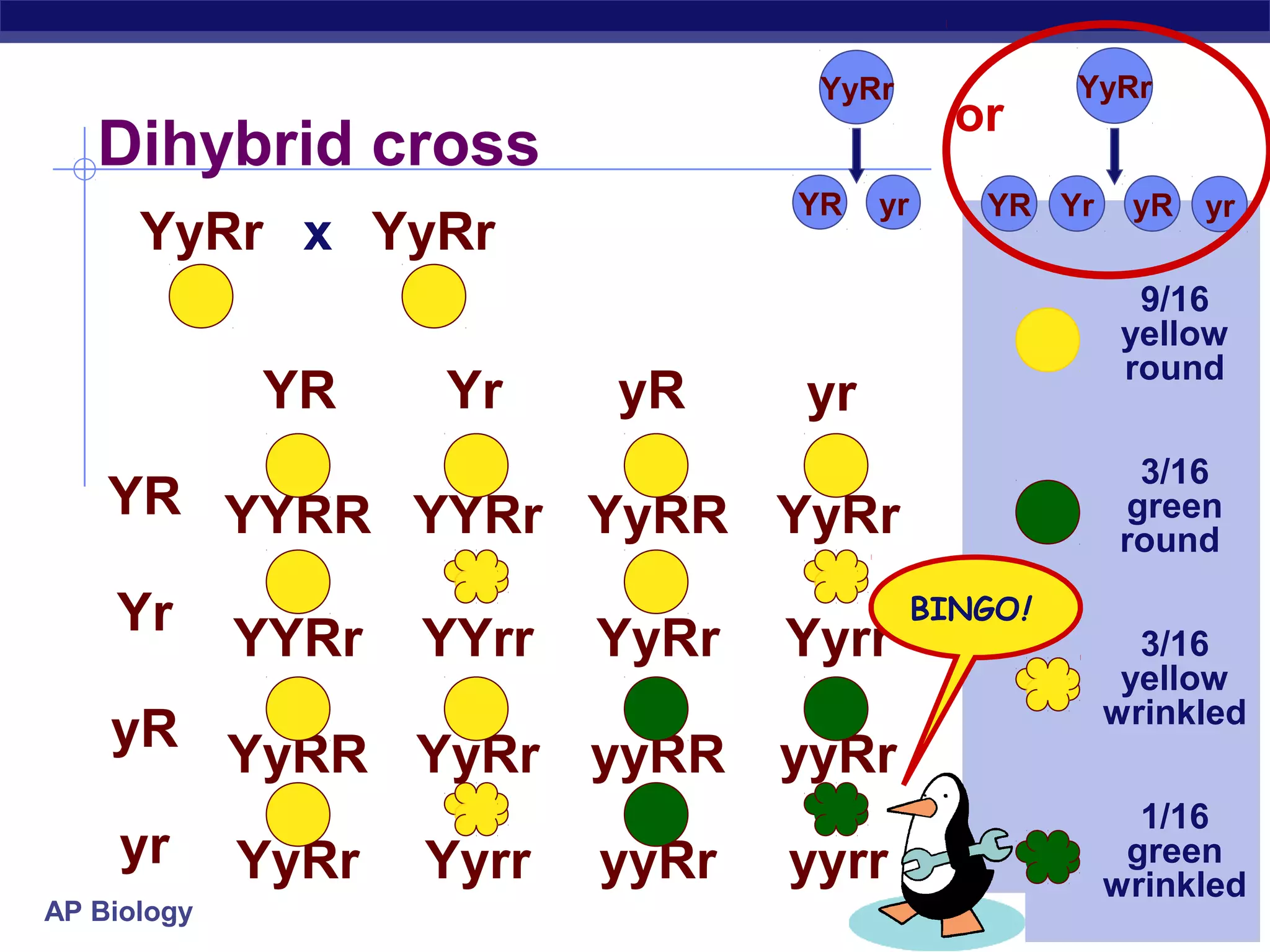 YyRr              YyRr
                                              or
   Dihybrid cross
                                  YR   yr      YR Yr    yR   yr
      YyRr x YyRr
                                                        9/16
                                                       yellow
                                                       round
             YR     Yr     yR     yr
                                                         3/16
    YR YYRR YYRr YyRR YyRr                              green
                                                       round

    Yr       YYRr   YYrr   YyRr   Yyrr
                                            BINGO!
                                                         3/16
                                                        yellow
                                                       wrinkled
    yR YyRR YyRr yyRR             yyRr
                                                         1/16
     yr      YyRr   Yyrr   yyRr   yyrr                  green
                                                       wrinkled
AP Biology
 