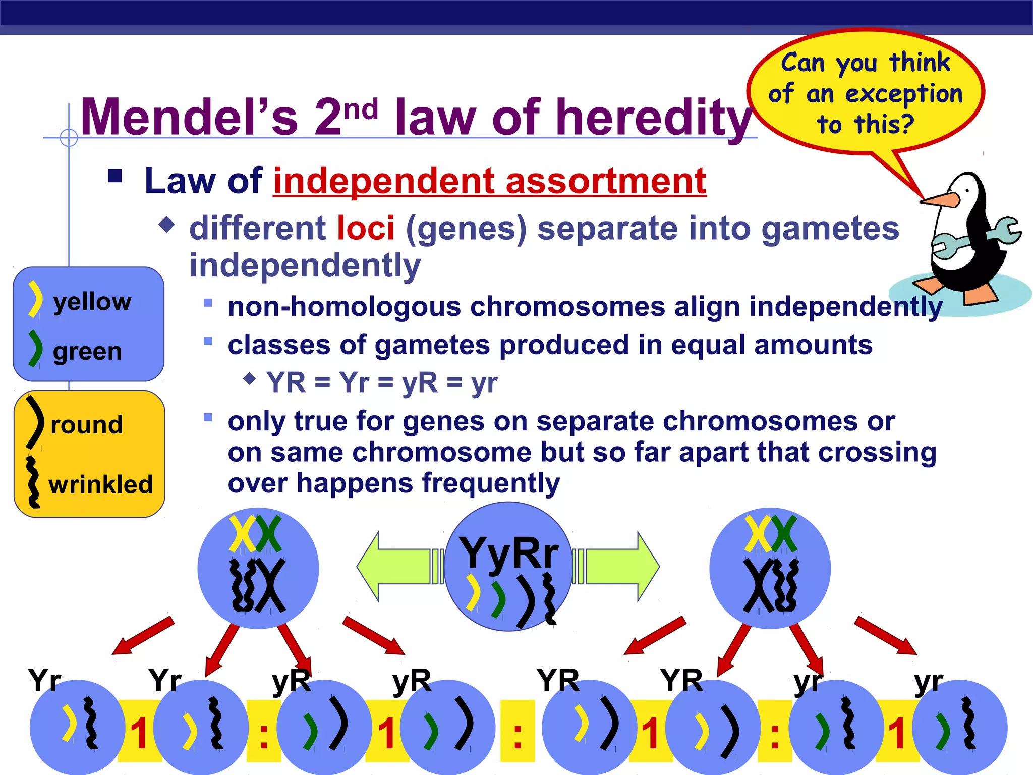 Can you think
                                                        of an exception
     Mendel’s 2nd law of heredity                           to this?

       Law of independent assortment
                different loci (genes) separate into gametes
                 independently
 yellow           non-homologous chromosomes align independently
 green            classes of gametes produced in equal amounts
                     YR = Yr = yR = yr
 round            only true for genes on separate chromosomes or
                   on same chromosome but so far apart that crossing
 wrinkled          over happens frequently

                                    YyRr

Yr        Yr             yR    yR             YR   YR       yr       yr
         1
AP Biology           :        1           :        1    :        1
 