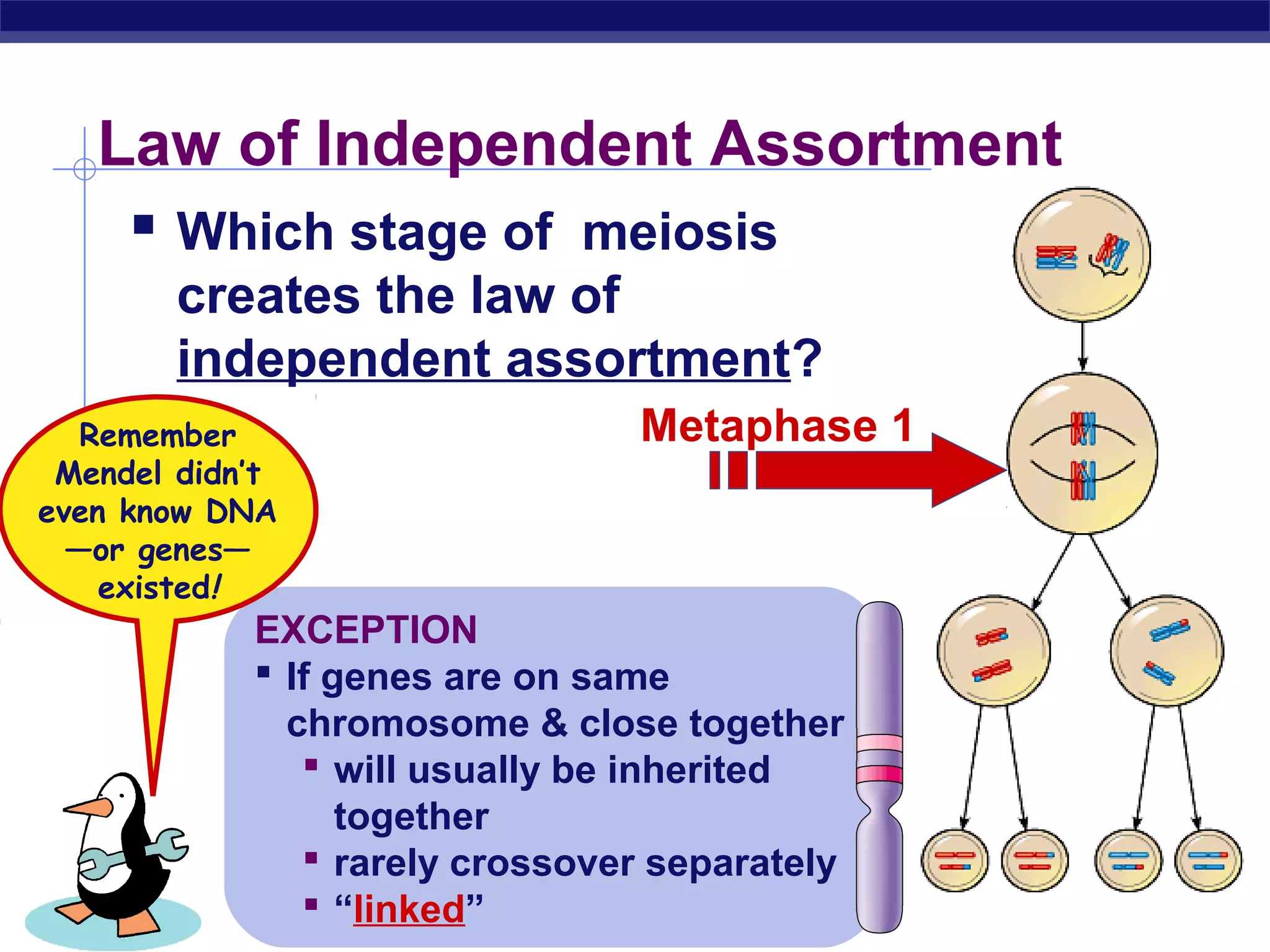 Law of Independent Assortment
     Which stage of meiosis
        creates the law of
        independent assortment?
   Remember                      Metaphase 1
 Mendel didn’t
even know DNA
  —or genes—
    existed!
             EXCEPTION
              If genes are on same
               chromosome & close together
                 will usually be inherited
                   together
                 rarely crossover separately
AP Biology       “linked”
 