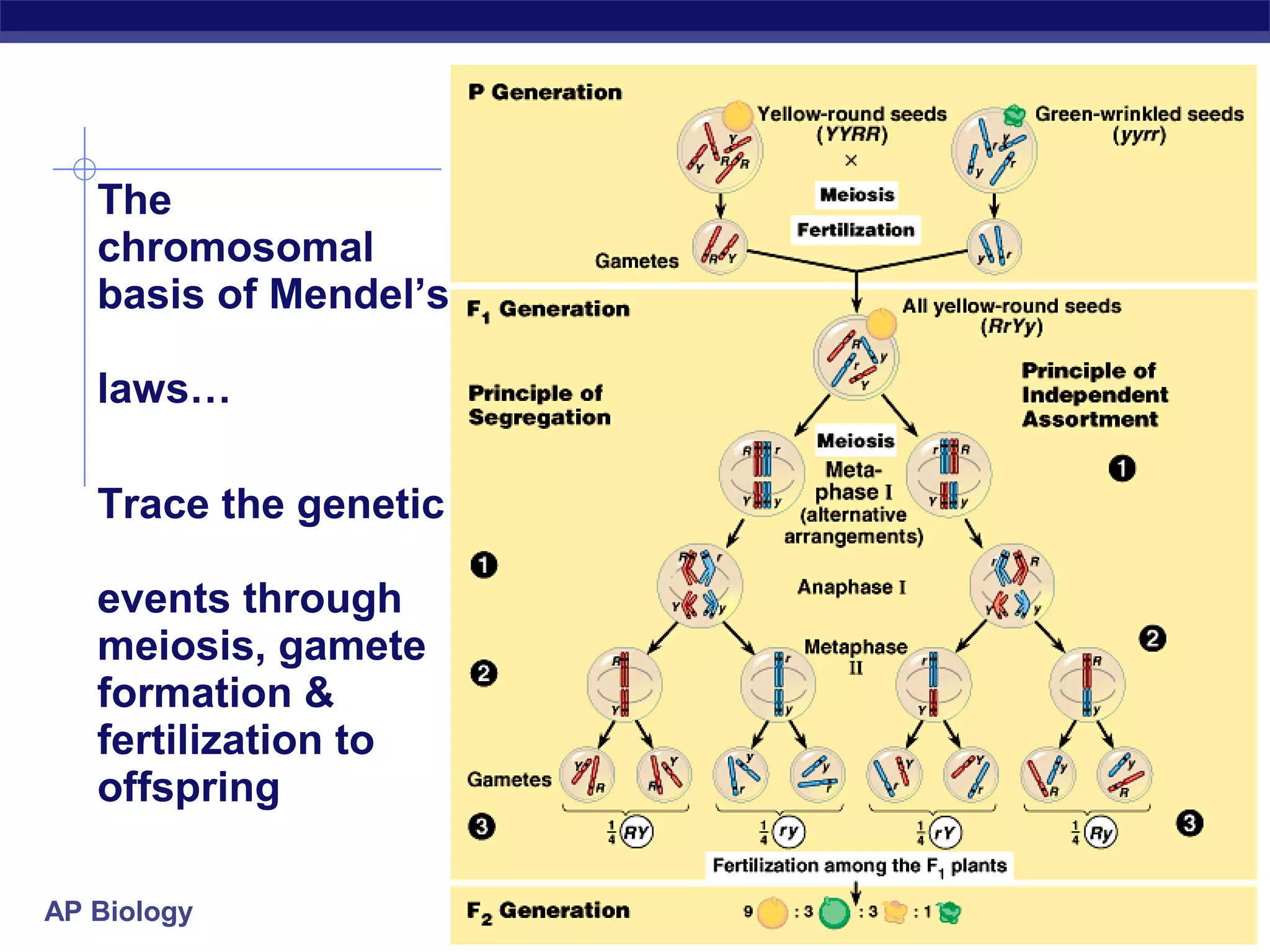 The
   chromosomal
   basis of Mendel’s

   laws…

   Trace the genetic

   events through
   meiosis, gamete
   formation &
   fertilization to
   offspring

AP Biology
 