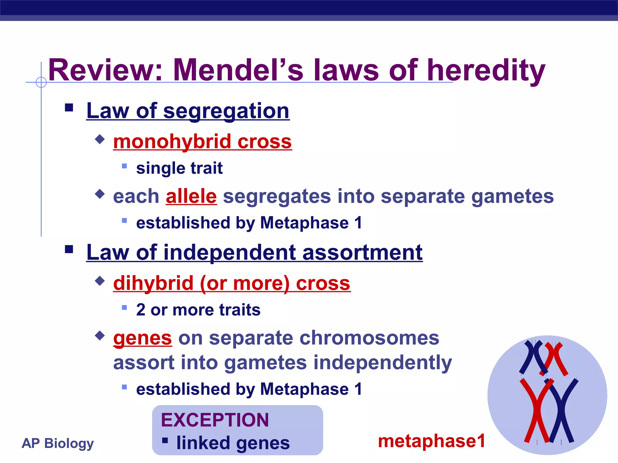 Review: Mendel’s laws of heredity
      Law of segregation
            monohybrid cross
              single trait
            each allele segregates into separate gametes
              established by Metaphase 1
      Law of independent assortment
            dihybrid (or more) cross
              2 or more traits
            genes on separate chromosomes
             assort into gametes independently
              established by Metaphase 1

                  EXCEPTION
AP Biology         linked genes            metaphase1
 